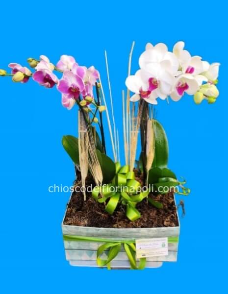 orchidee