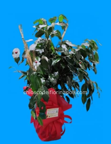 Ficus Benjamin