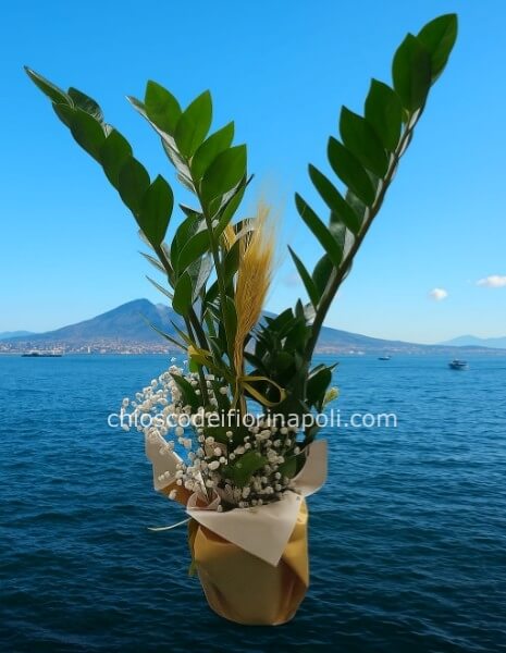 Zamia Lux